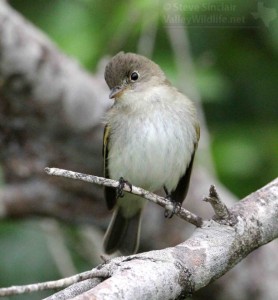 A nice close look at a Least Flycatcher.