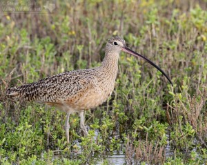 A wonderful Long-billed Curlew.