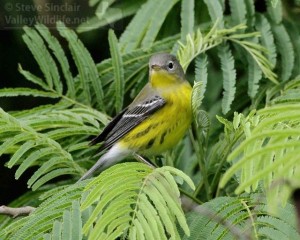 Fall plumage Magnolia Warbler.