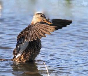 The Mottled Duck is another bird of these wetlands.