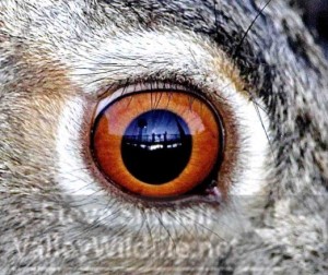 Mystery animal.