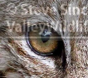 October 15 mystery animal.