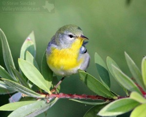 A close look at a beautiful, fall plumaged Northern Parula.