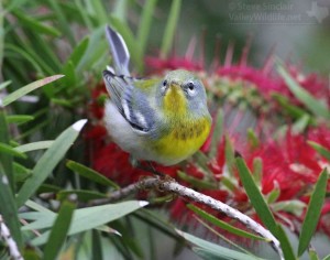 A close look at a Northern Parula.