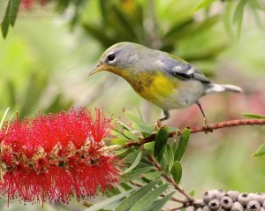 The tiny Northern Parula looks nice no matter what time of the year you see it.