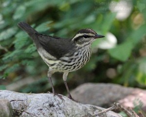 The Northern Waterthrush is another common migrant from the boreal zone. True to its name, it's rarely found away from water.