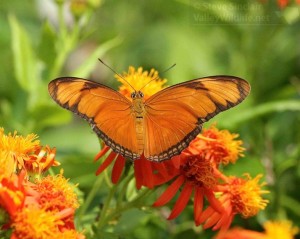Orange Julia.