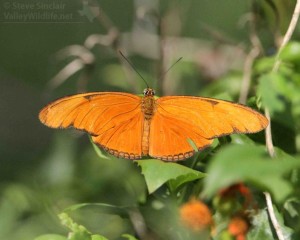 The Orange Julia is an exquisite long-wing species also found in many tropical countries. 