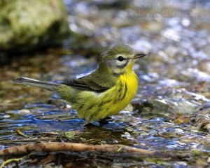 A pretty Prairie Warbler at the water drip.