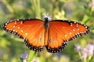 This beautiful insect is not a Monarch but is given the regal name of "Queen".