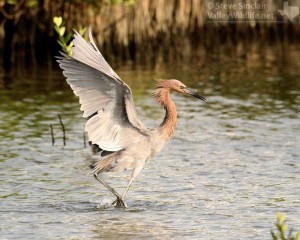 A dark morph Reddish Egret at South Padre Island. 