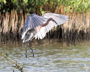 Reddish Egrets frequently run around shallow waters to quickly snatch fish and crustacean prey.