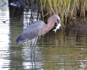 A Reddish Egret with its fish prey.