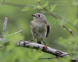 The tiny Ruby-crowned Kinglet is a sprite of a bird.
