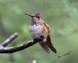 Rufous Hummingbirds are more common to the west but some pass through South Texas every year.