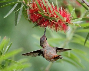 A Rufous Hummingbird feeds off a Bottlebrush Tree.