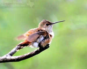 A Rufous Hummingbird ruffles its feathers.
