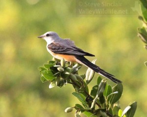 The Scissor-tailed Flycatcher is always nice to see.