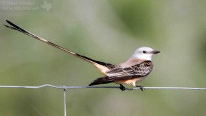 Scissor-tailed Flycatcher.