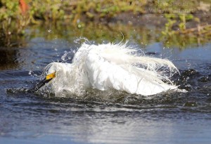 The Snowy Egret is the most common heron species in the marsh. This one is taking a quick bath.