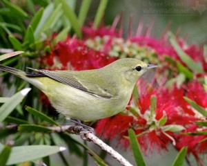 A close look at a Tennessee Warbler.