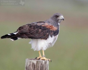 A close look at a White-tailed Hawk.