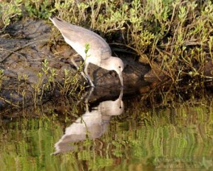 Willets are found in the marsh all year long.