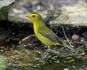 Next to visit the drip was a smart little Wilson's Warbler.