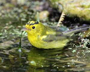 It almost looks like a very yellow kinglet!