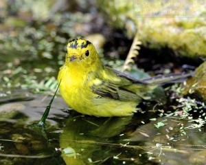Another look at that wet Wilson's Warbler.