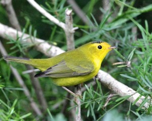 Here's what the male Wilson's Warbler looks like with dry plumage.