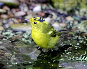 A wet Wilson's Warbler.