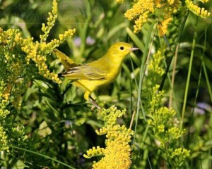 This female Yellow Warbler blends in with the flowering Goldenrod.