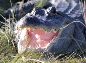 Looking into the toothy jaws of an American Alligator!