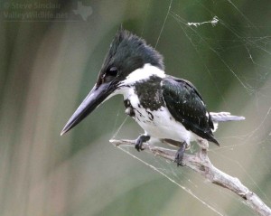 The Amazon Kingfisher watches and waits for a fish.