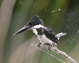 A female Amazon Kingfisher from southern Texas.