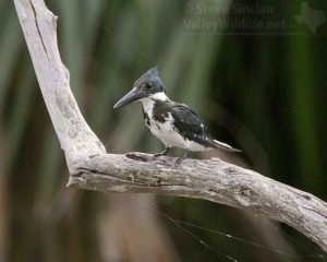 Most of the time, the Amazon Kingfisher was too far away for good photos.