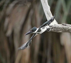 I was pleased to also get a shot of the bird in flight.