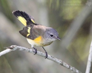 American redstart