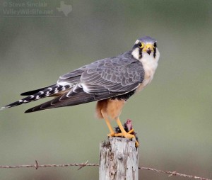 A smart looking Aplomado Falcon.