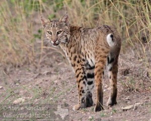 A Bobcat looks back at me.