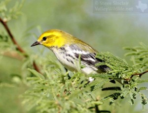 Another close look at that pretty warbler.