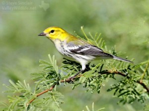 The Black-throated Green Warbler is a common migrant in South Texas.