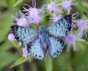 A close look at one of the rarest butterfly species in the valley, a Blue Metalmark.