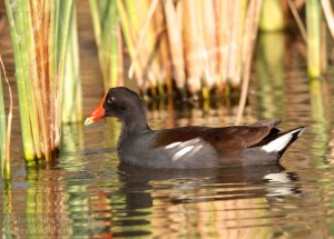 The Common Gallinule has a striking red and yellow bill. It's one of the easiest of the rail species to see.