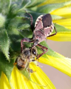 An Assassin Bug has caught a Honey Bee. This little predator stabs its prey with a sharp beak.