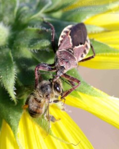 An Assassin Bug has caught a Honey Bee. This little predator stabs its prey with a sharp beak.