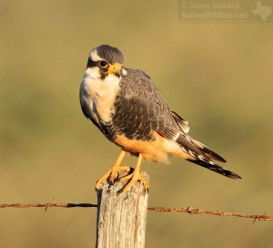 No other falcon in the USA shows a dark cummerbund, buff belly, and large white eyebrow.