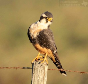 A smart looking male Aplomado Falcon.