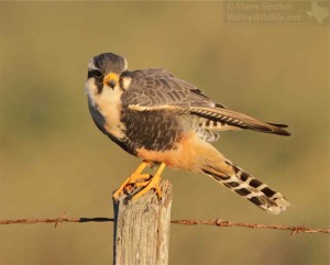 An Aplomado Falcon stretches its wings in south Texas stronghold.
